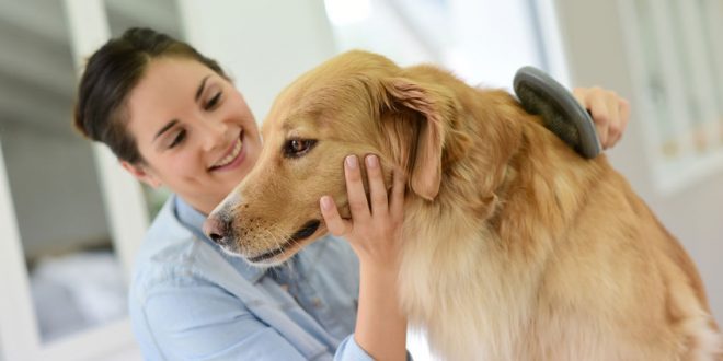 how-to-start-a-dog-daycare-business-center